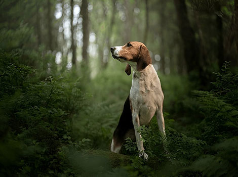 English Foxhound stamina and pack behavior