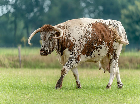 English Longhorn Cattle curved horns and brindled coat