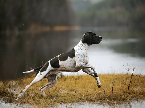 English Pointer sleek body and hunting stance