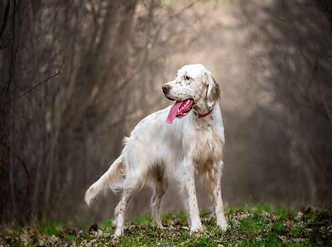 English Setter long ears and speckled fur