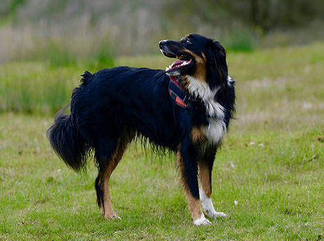 English Shepherd herding and farm work