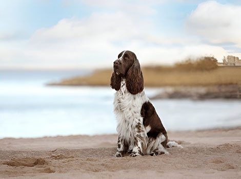 English Springer Spaniel feathered coat and athletic build