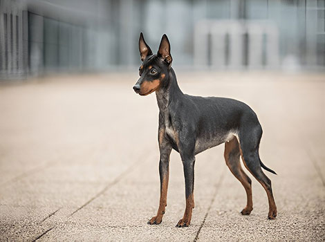 English Toy Terrier small size and alert posture