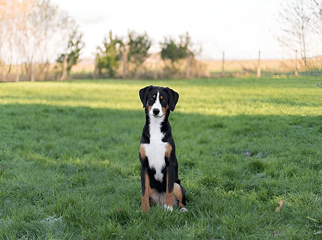 Entlebucher Mountain Dog tricolor coat and herding instinct