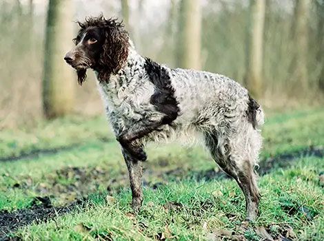 Epagneul Pont Audemer curly topknot and wetland adaptation