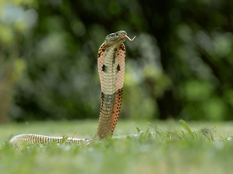 Equatorial spitting cobra venom projection and hood