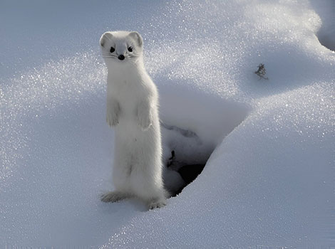 Ermine seasonal coat change and camouflage