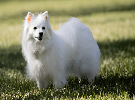 Eskimo Dog thick coat and Arctic adaptation