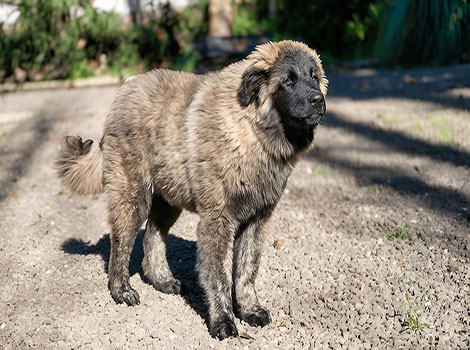 Estrela Mountain Dog strong build and protective nature