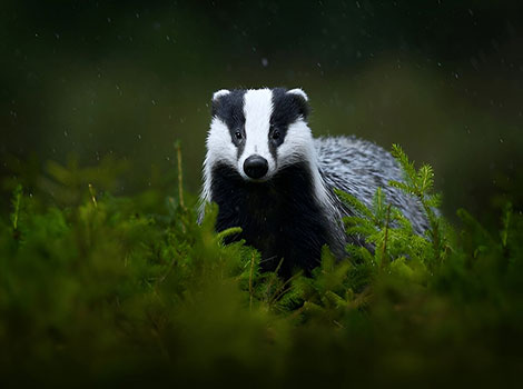Eurasian badger standing at the entrance of its burrow