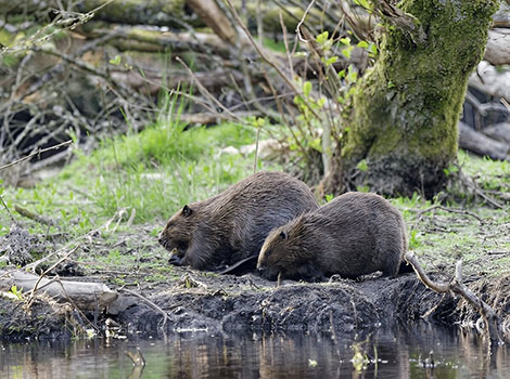 Eurasian beaver building a wooden dam in a river habitat