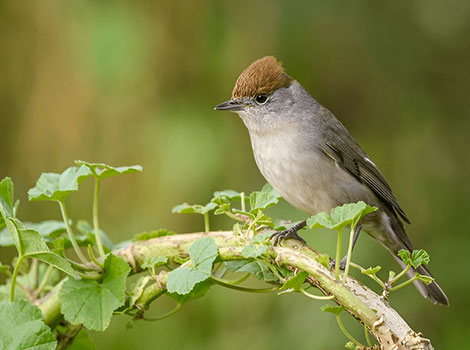 Eurasian Blackcap with black crown perched on a branch