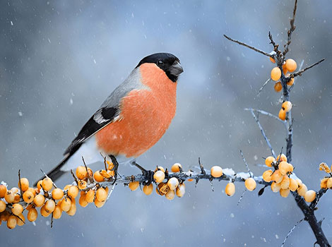Eurasian Bullfinch with black cap and pink underparts