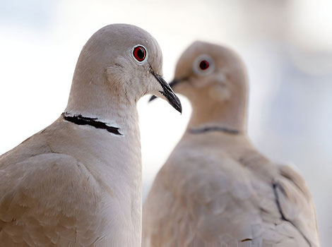 Eurasian collared dove urban adaptation and black neck ring