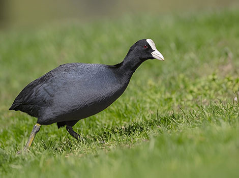 Eurasian Coot floating on water with black plumage