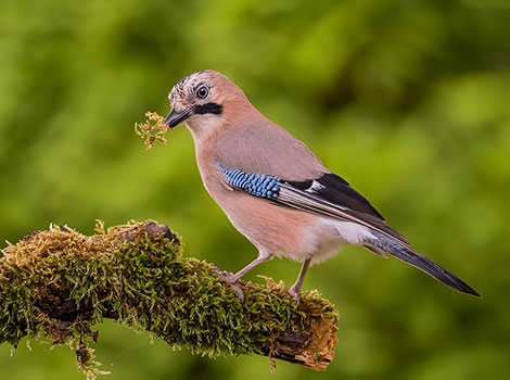 Eurasian Jay perched with blue and black wing markings