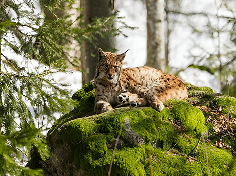 Eurasian lynx thick fur and ear tufts