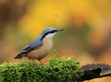 Eurasian Nuthatch gripping bark with strong claws
