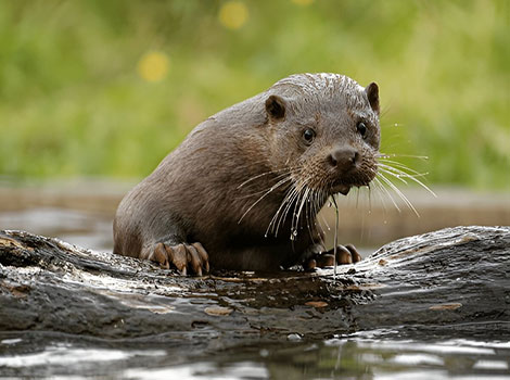 Eurasian otter swimming and aquatic adaptation
