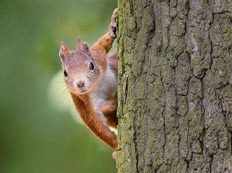 Eurasian red squirrel perched on a branch with bushy tail