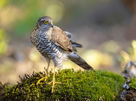 Eurasian sparrowhawk sharp talons and hunting strategy