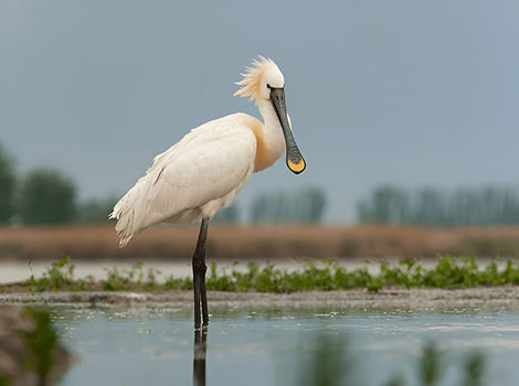 Eurasian Spoonbill foraging with long spatulate bill