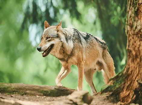 Eurasian Wolf grey fur and piercing eyes