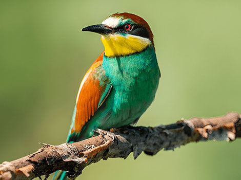 European bee-eater colorful feathers and aerial hunting