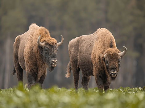 European bison grazing and conservation efforts