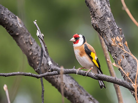 European Goldfinch with red face and yellow wing bars