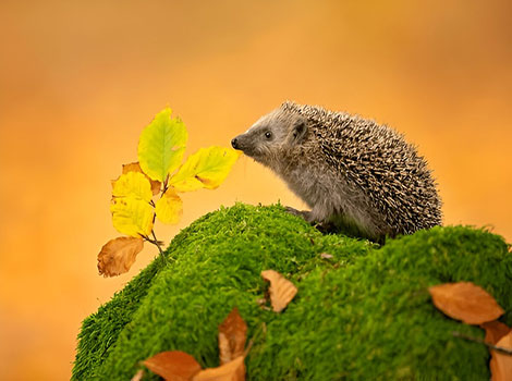 European Hedgehog spiny coat and small snout