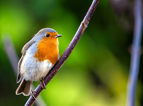 European robin red breast and territorial behavior