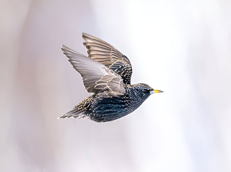 European starling flock behavior and iridescent plumage