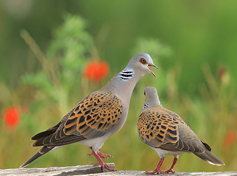 European turtle-dove migratory bird and soft cooing