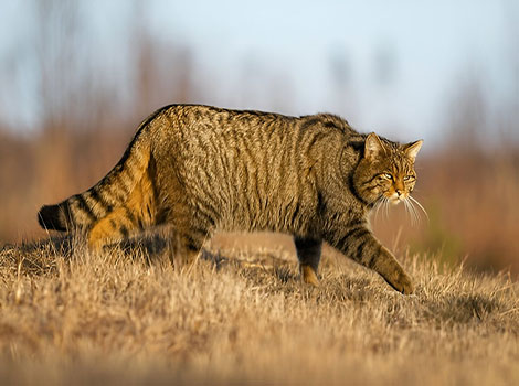 European Wildcat bushy tail and robust frame