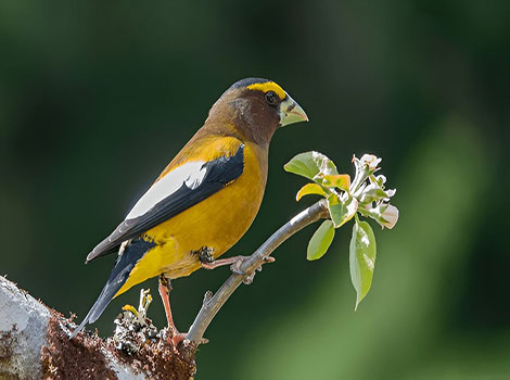 Evening grosbeak yellow and black plumage and seed-cracking beak