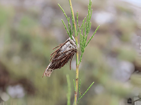 Evergreen Bagworm Moth larva camouflaged in foliage