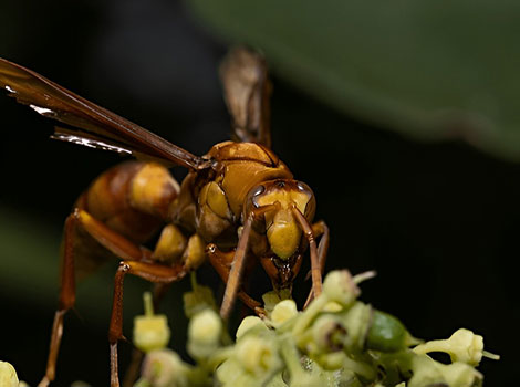 Executioner Wasp perched on a leaf