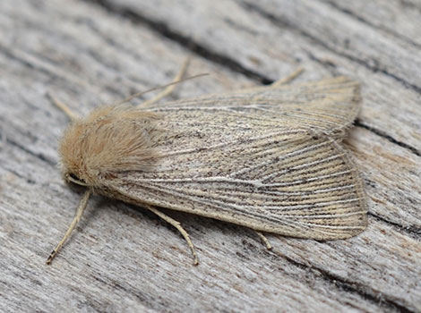 Eye-barred Wainscot Moth with brown and cream markings