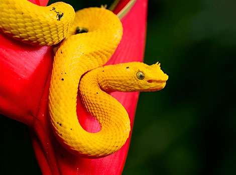 Eyelash viper yellow morph and heat-sensing pits