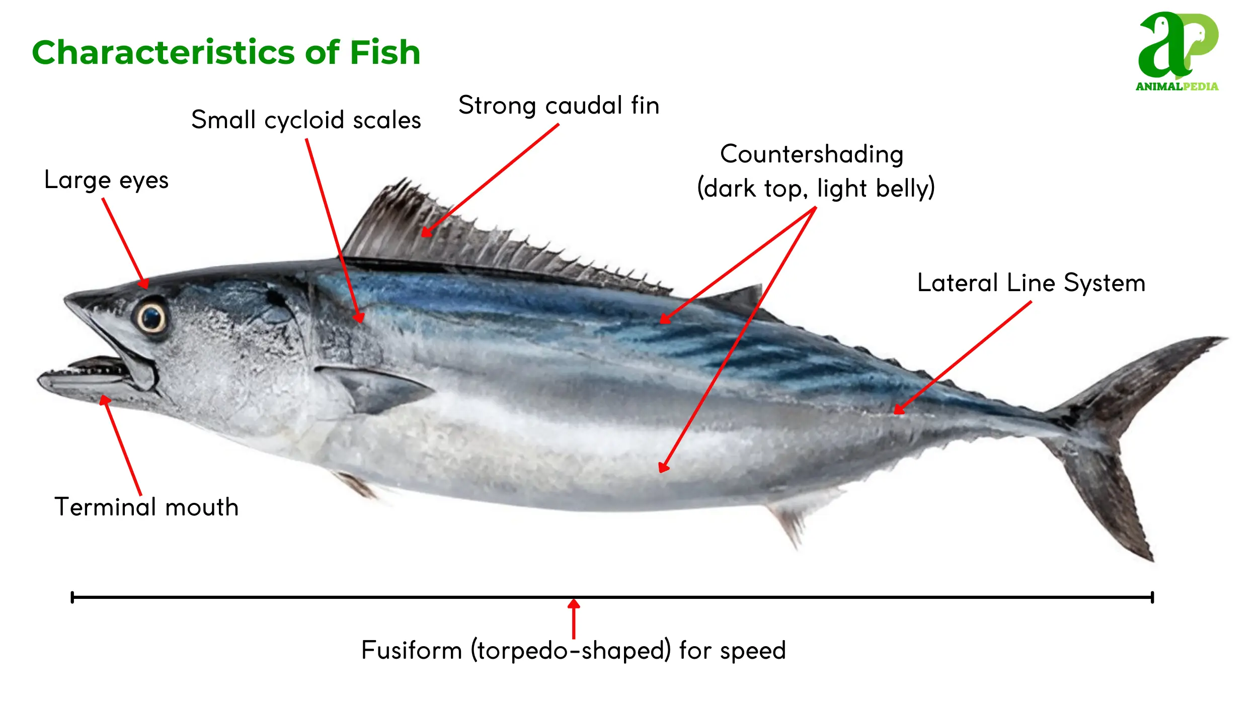 fish characteristics