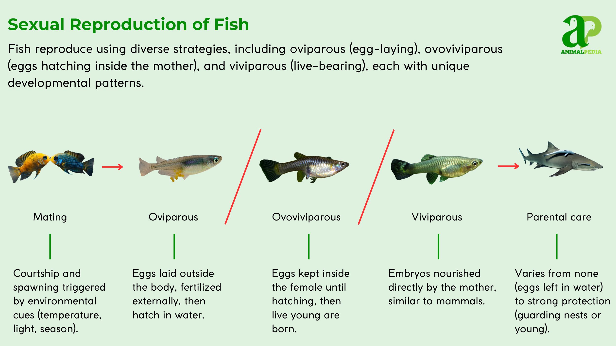 fish sexual reproduction