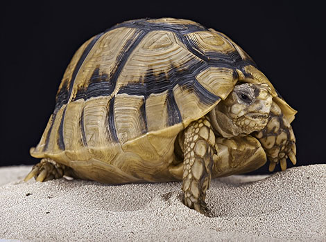 Egyptian tortoise desert adaptation and small size