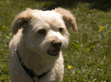 Eskipoo hybrid breed and hypoallergenic fur