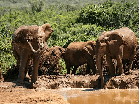 Elephant tusks, trunk, and large ears