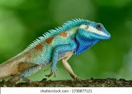 indo chinese forest lizard