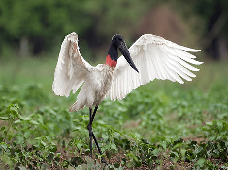 Jabiru tall white bird with black head and red neck patch