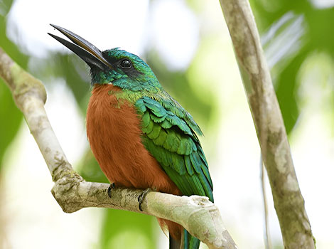Jacamar long sharp bill and iridescent plumage