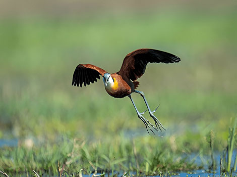 Jacana long toes and chestnut plumage on floating vegetation