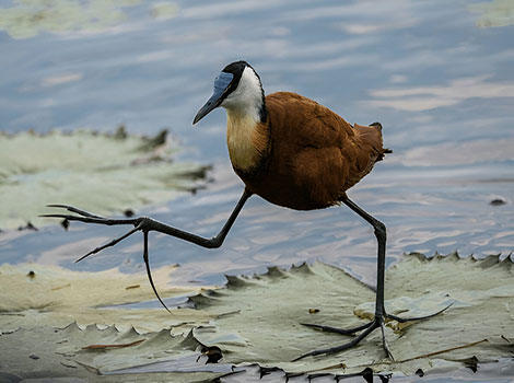 Jacana walking effortlessly on floating vegetation